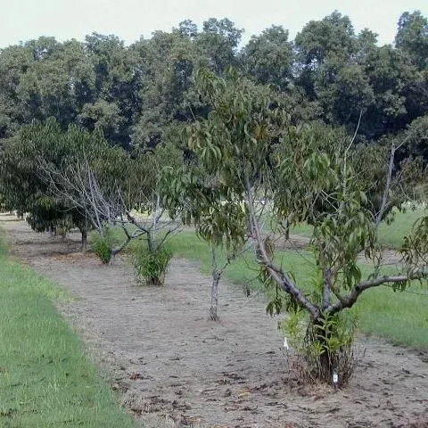 thumbnail for publication: Nematodes of Backyard Deciduous Fruit and Nut Crops in Florida